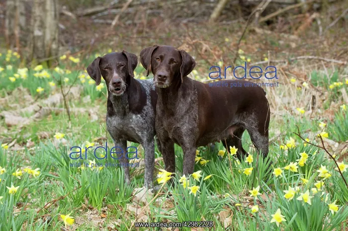 : DOG - German short-haired pointers : DOG - German short-haired pointers