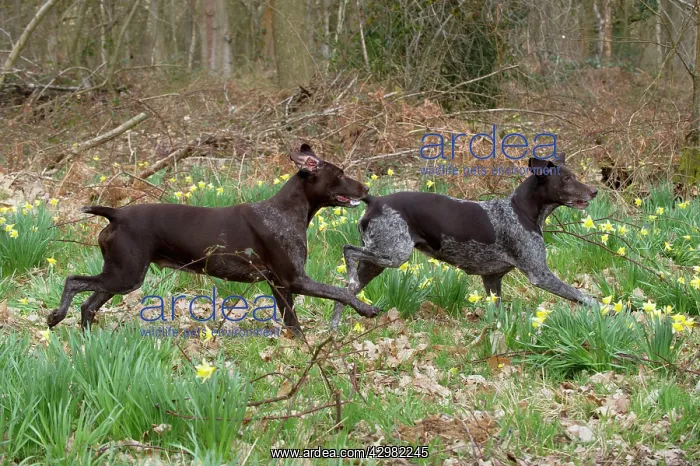 : DOG - German short-haired pointers running through : DOG - German short-haired pointers running through