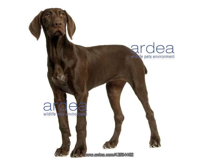 : Dog - German Shorthaired Pointer - 4 month old puppy : Dog - German Shorthaired Pointer - 4 month old puppy