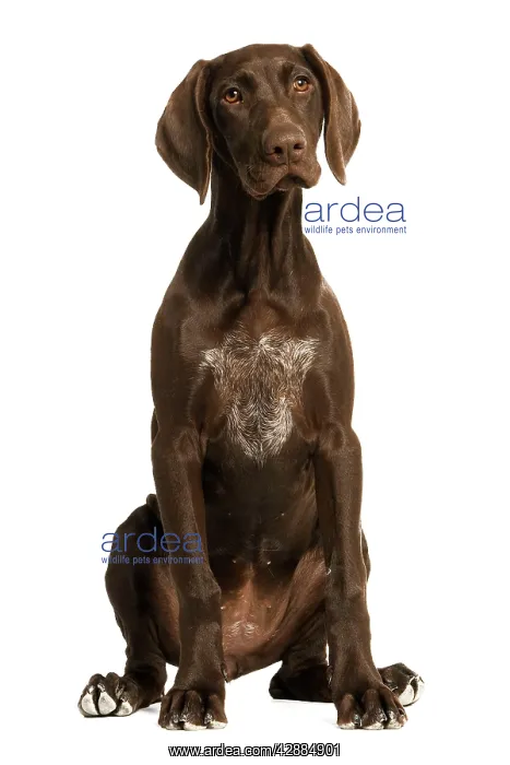 : Dog - German Shorthaired Pointer - 4 month old puppy : Dog - German Shorthaired Pointer - 4 month old puppy