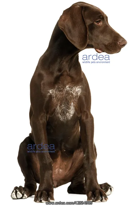 : Dog - German Shorthaired Pointer - 4 month old puppy : Dog - German Shorthaired Pointer - 4 month old puppy