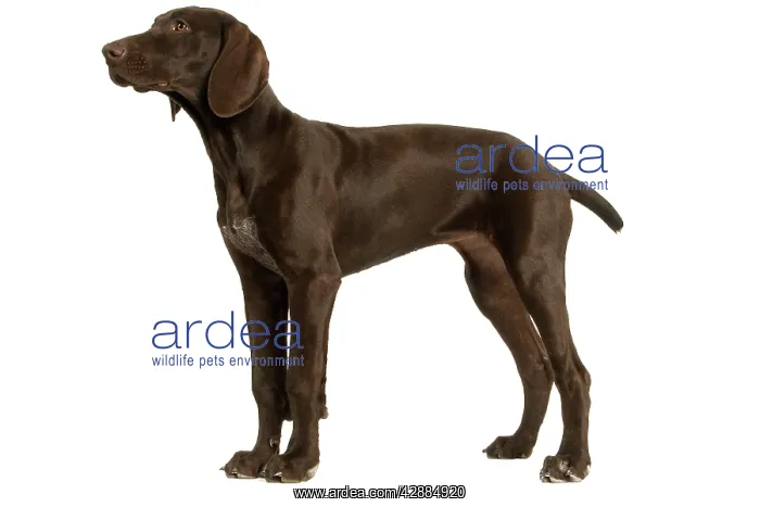 : Dog - German Shorthaired Pointer - 4 month old puppy : Dog - German Shorthaired Pointer - 4 month old puppy