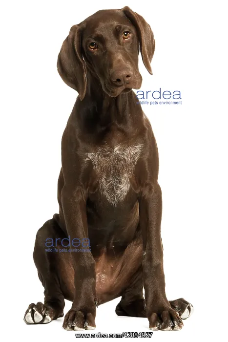: Dog - German Shorthaired Pointer - 4 month old puppy : Dog - German Shorthaired Pointer - 4 month old puppy