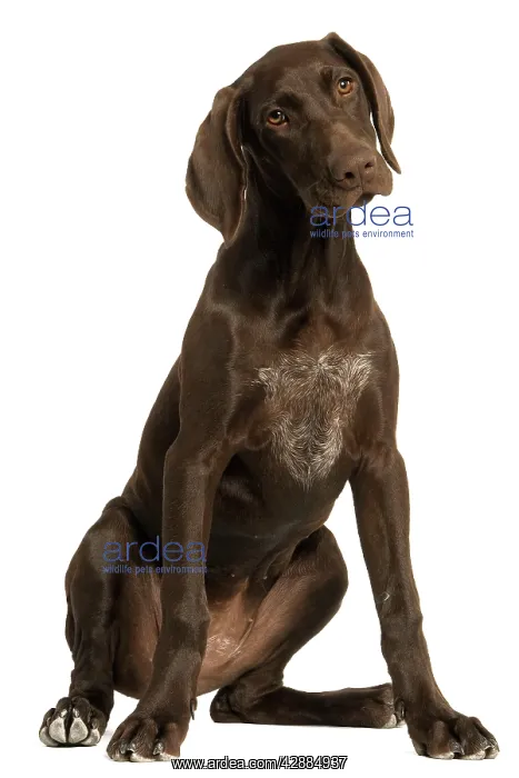 : Dog - German Shorthaired Pointer - 4 month old puppy : Dog - German Shorthaired Pointer - 4 month old puppy