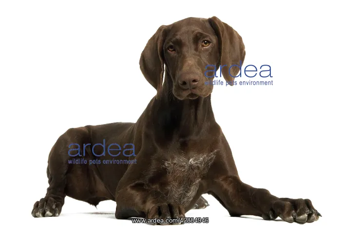 : Dog - German Shorthaired Pointer - 4 month old puppy : Dog - German Shorthaired Pointer - 4 month old puppy