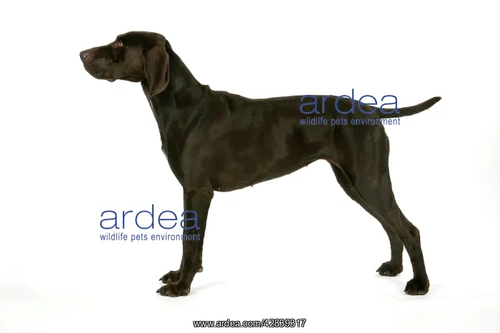 : DOG - German shorthaired pointer : DOG - German shorthaired pointer