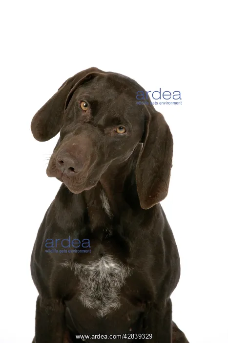 : DOG - German shorthaired pointer : DOG - German shorthaired pointer