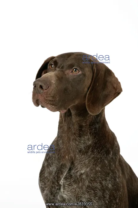 : DOG - German shorthaired pointer : DOG - German shorthaired pointer