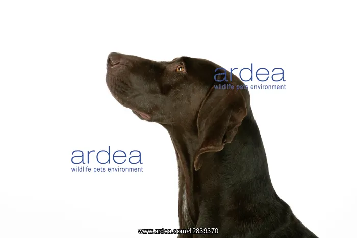 : DOG - German shorthaired pointer : DOG - German shorthaired pointer