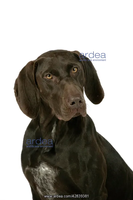 : DOG - German shorthaired pointer : DOG - German shorthaired pointer