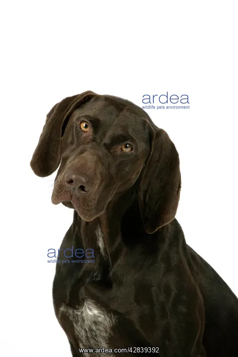 : DOG - German shorthaired pointer : DOG - German shorthaired pointer