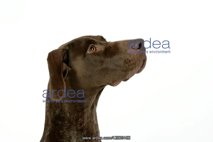 : DOG. German shorthaired pointer : DOG. German shorthaired pointer