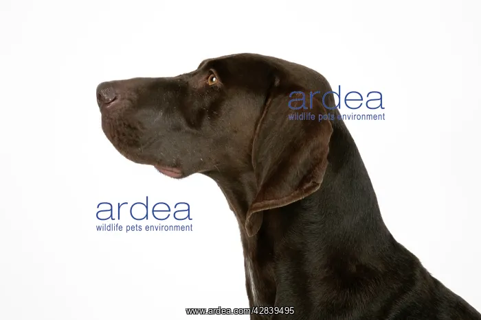 : DOG. German shorthaired pointer : DOG. German shorthaired pointer