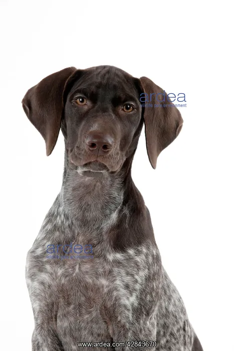 : DOG - German Shorthaired Pointer (head shot) : DOG - German Shorthaired Pointer (head shot)