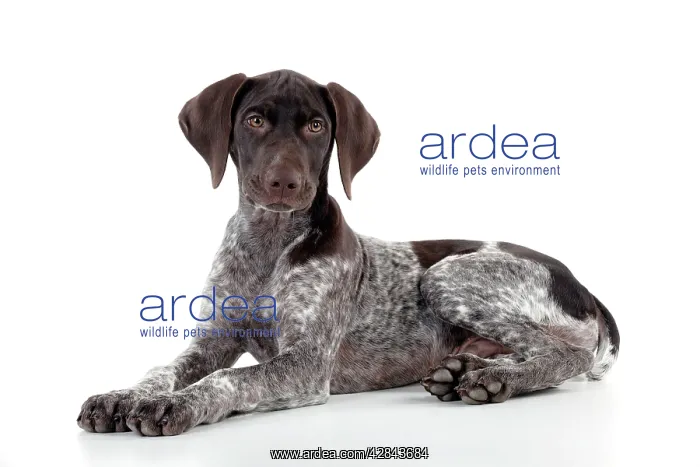 : DOG - German Shorthaired Pointer - laying down : DOG - German Shorthaired Pointer - laying down