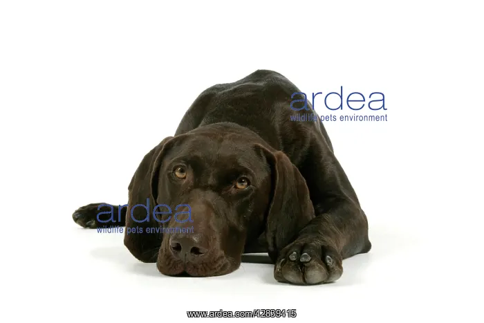 : DOG - German shorthaired pointer lying down : DOG - German shorthaired pointer lying down