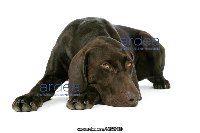 : DOG - German shorthaired pointer lying down : DOG - German shorthaired pointer lying down