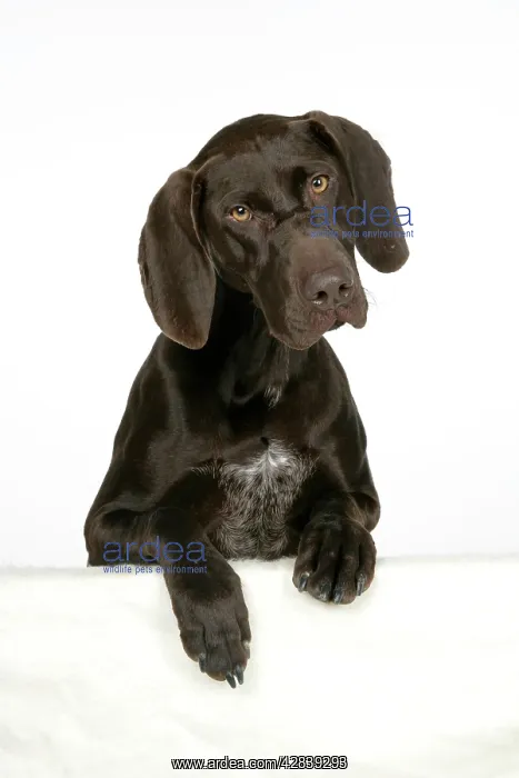 : DOG - German shorthaired pointer with paws over ledge : DOG - German shorthaired pointer with paws over ledge