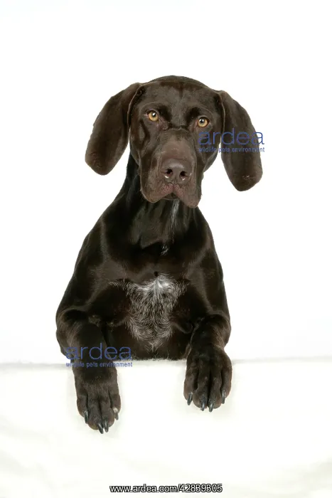 : DOG - German shorthaired pointer with paws over ledge : DOG - German shorthaired pointer with paws over ledge