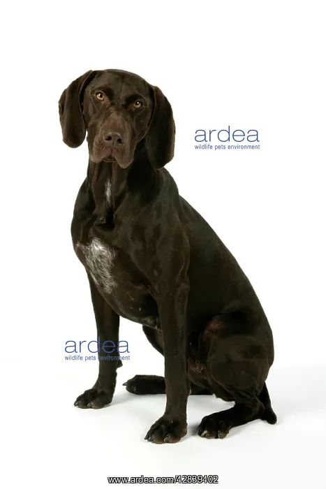 : DOG - German shorthaired pointer sitting down : DOG - German shorthaired pointer sitting down
