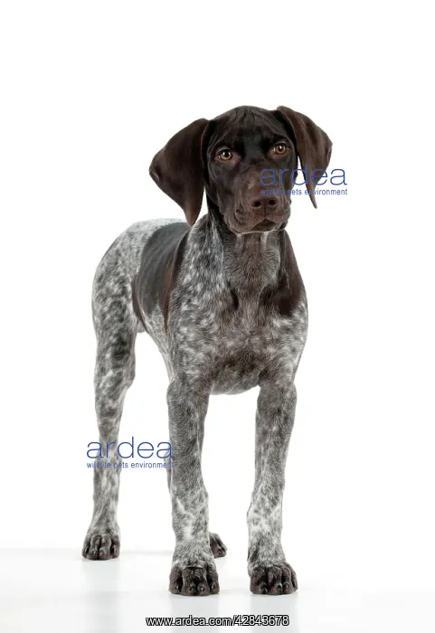 : DOG - German Shorthaired Pointer - standing : DOG - German Shorthaired Pointer - standing