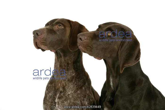 : DOG - Two German shorthaired pointers : DOG - Two German shorthaired pointers