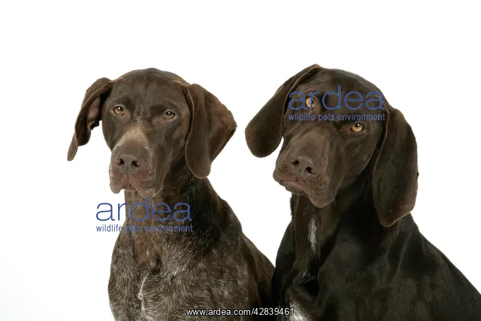 : DOG - Two German shorthaired pointers : DOG - Two German shorthaired pointers