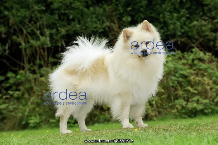 : DOG. German Spitz Mittel : DOG. German Spitz Mittel