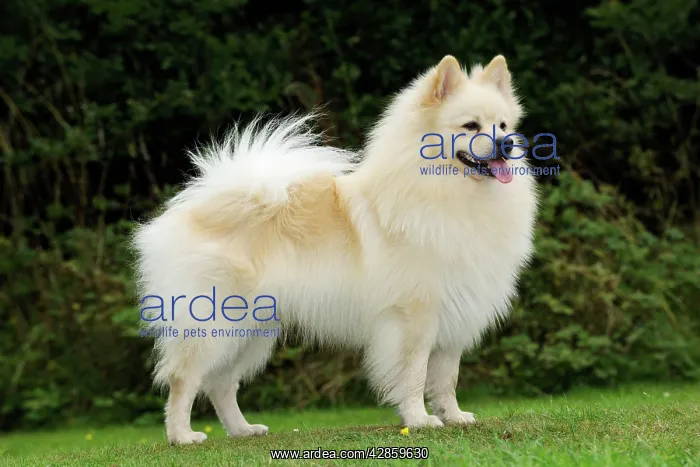 : DOG. German Spitz Mittel : DOG. German Spitz Mittel