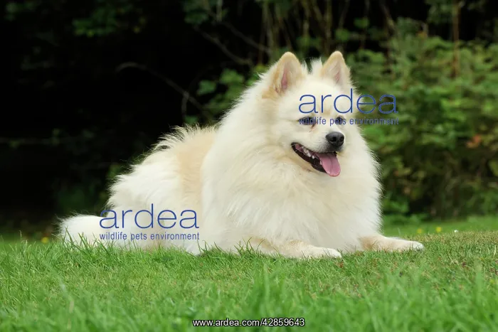 : DOG. German Spitz Mittel : DOG. German Spitz Mittel