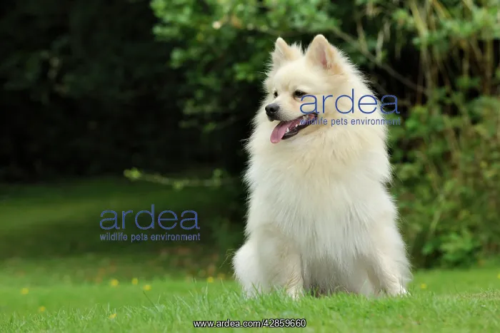 : DOG. German Spitz Mittel : DOG. German Spitz Mittel