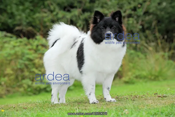 : DOG. German Spitz Mittel : DOG. German Spitz Mittel