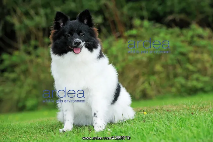 : DOG. German Spitz Mittel : DOG. German Spitz Mittel