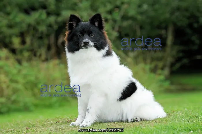 : DOG. German Spitz Mittel : DOG. German Spitz Mittel