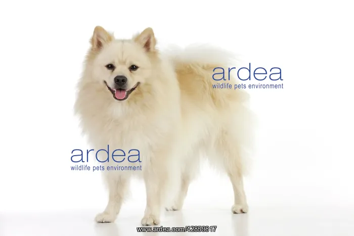 : DOG. German Spitz Mittel : DOG. German Spitz Mittel