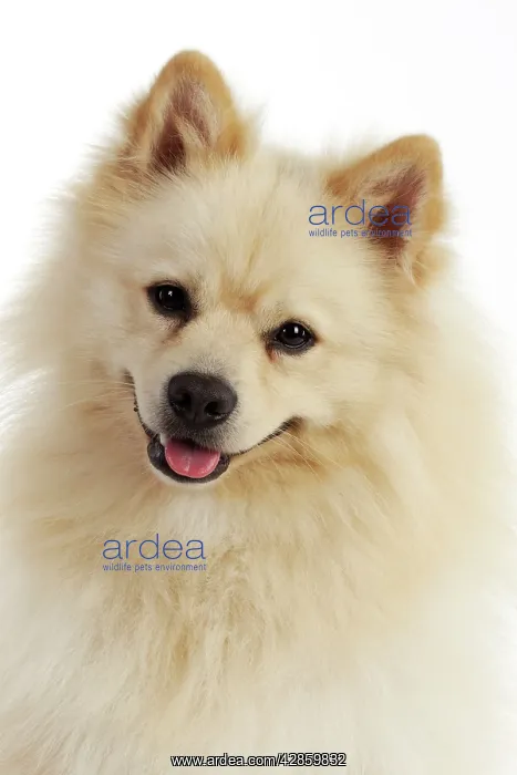 : DOG. German Spitz Mittel : DOG. German Spitz Mittel