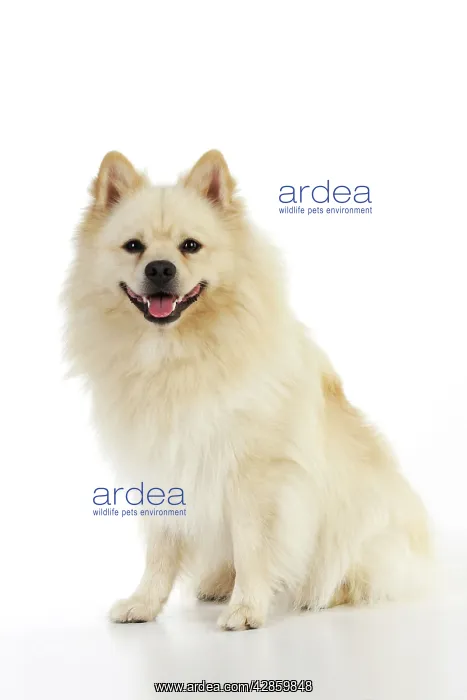 : DOG. German Spitz Mittel : DOG. German Spitz Mittel