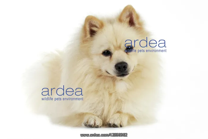 : DOG. German Spitz Mittel : DOG. German Spitz Mittel