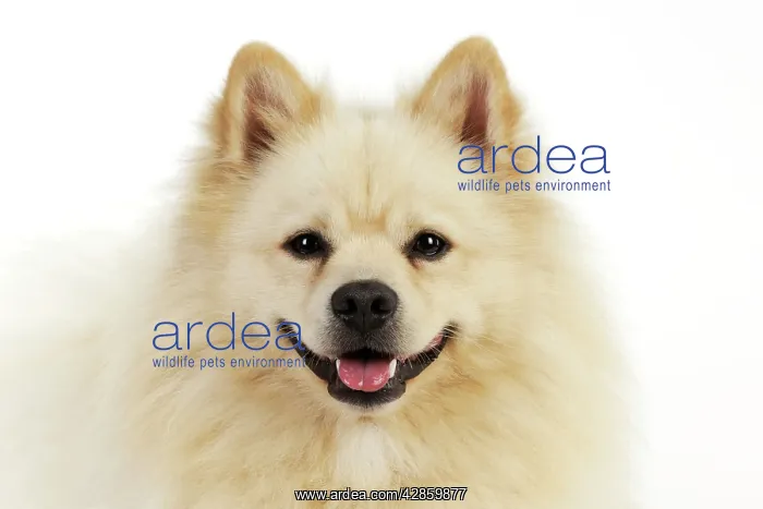: DOG. German Spitz Mittel : DOG. German Spitz Mittel