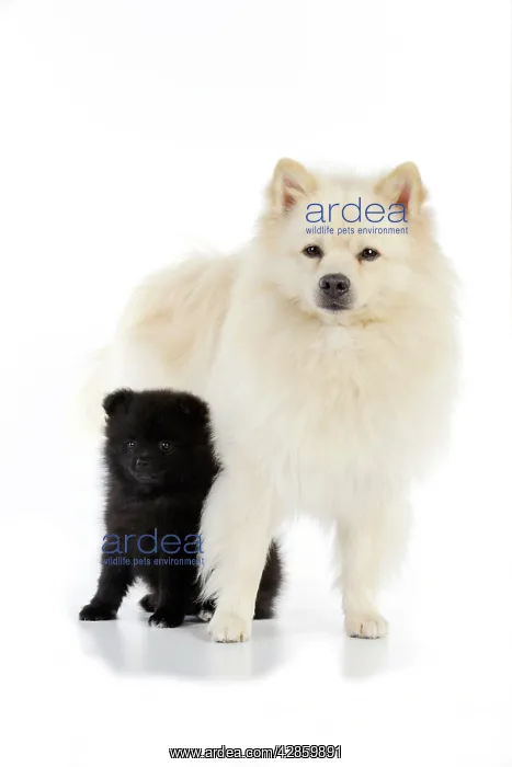 : DOG. German Spitz Mittel with 8 wk old puppy : DOG. German Spitz Mittel with 8 wk old puppy