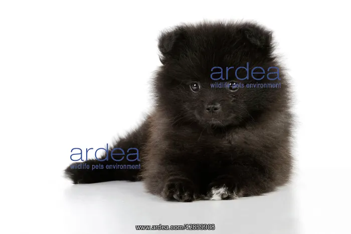 : DOG. German Spitz Mittel, 8 wk old puppy : DOG. German Spitz Mittel, 8 wk old puppy