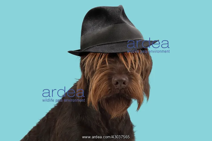 : DOG. German wire- haired Pionter wearing trilby : DOG. German wire- haired Pionter wearing trilby