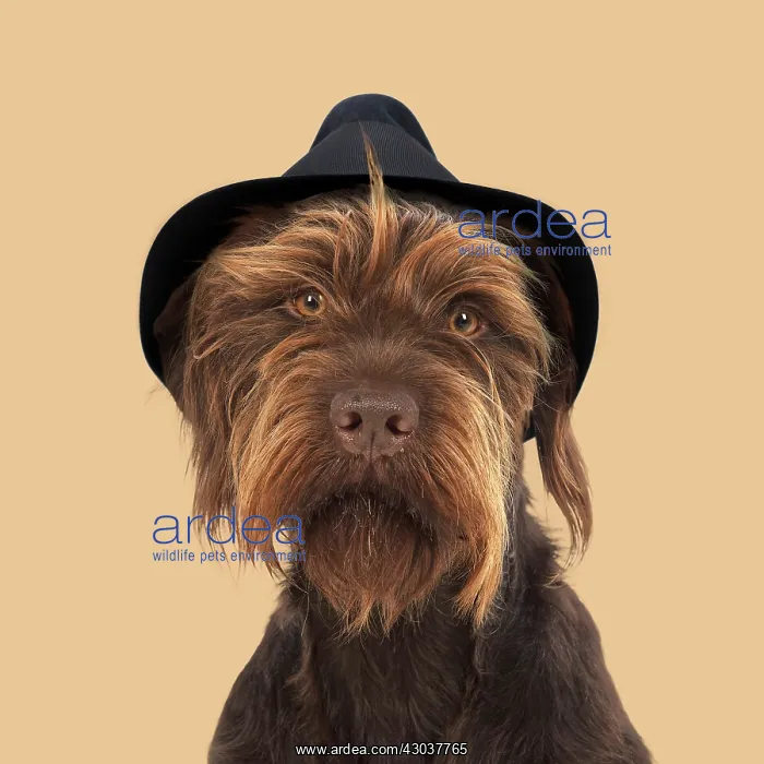 : DOG. German wire- haired Pionter wearing trilby : DOG. German wire- haired Pionter wearing trilby