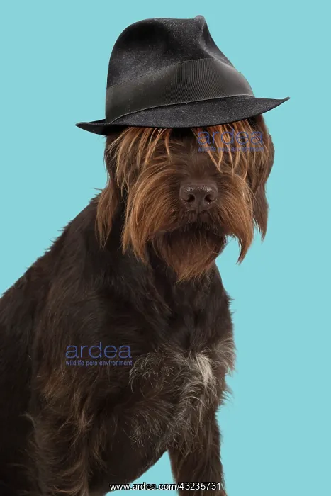 : DOG. German wire- haired Pionter wearing trilby : DOG. German wire- haired Pionter wearing trilby