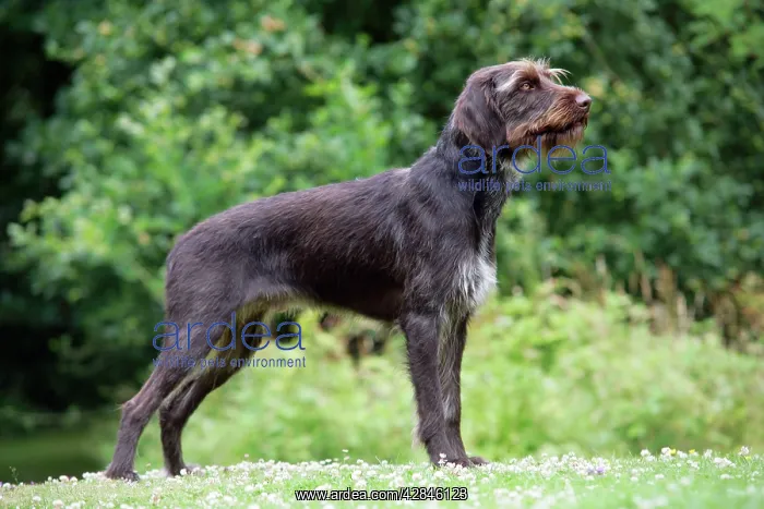 : Dog. German Wire-Haired Pointer : Dog. German Wire-Haired Pointer