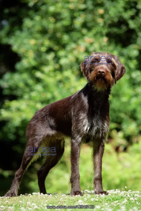  : Dog. German Wire-Haired Pointer