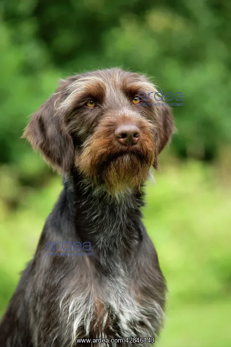 : Dog. German Wire-Haired Pointer : Dog. German Wire-Haired Pointer