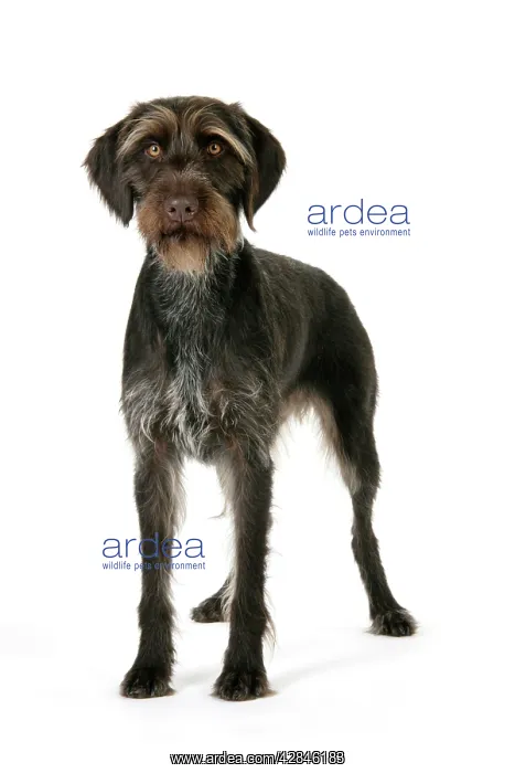 : Dog. German Wire-Haired Pointer : Dog. German Wire-Haired Pointer