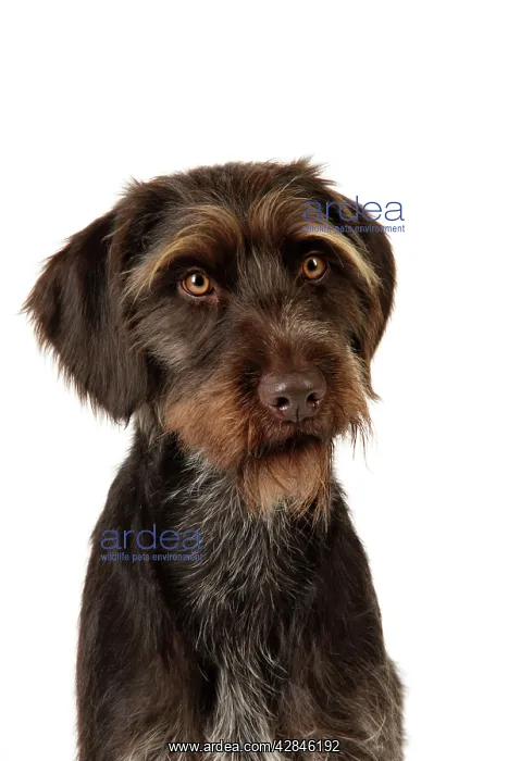 : Dog. German Wire-Haired Pointer : Dog. German Wire-Haired Pointer