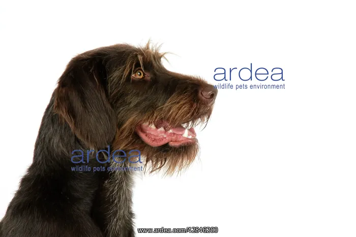: Dog. German Wire-Haired Pointer : Dog. German Wire-Haired Pointer